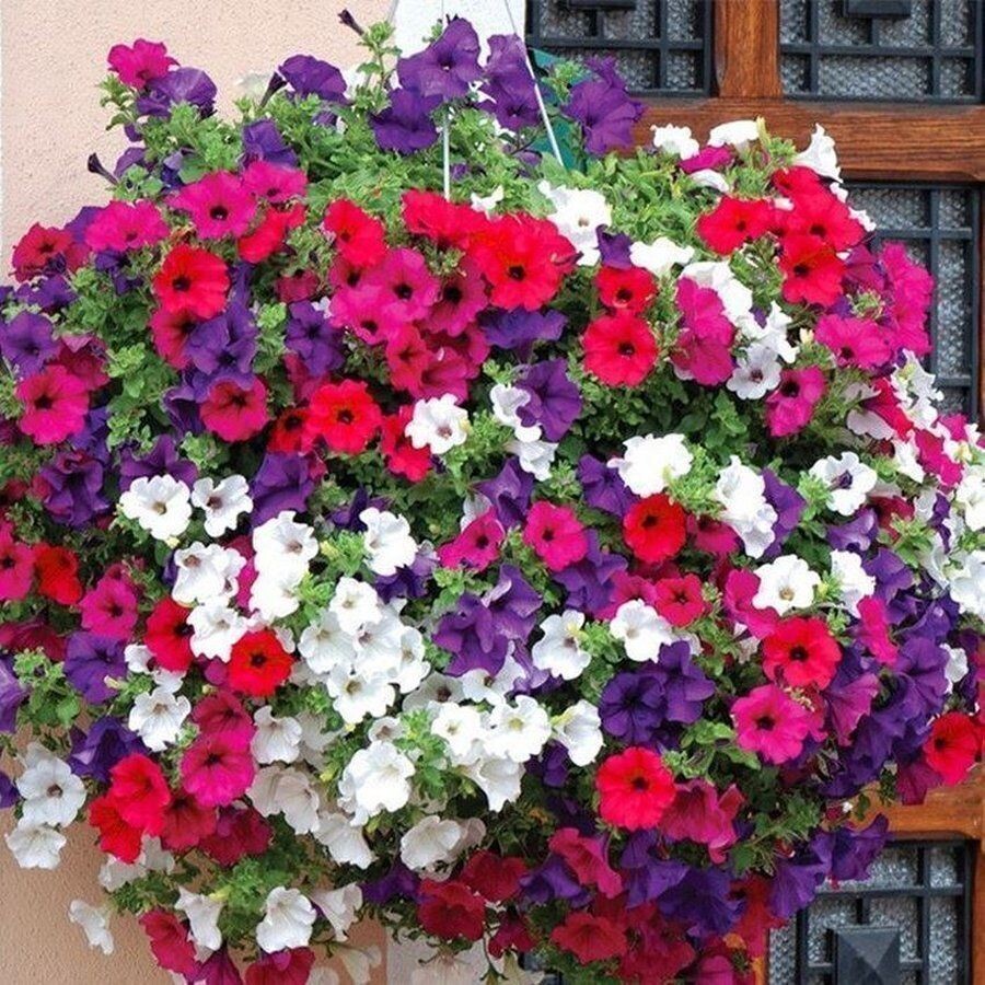 Ptunia Hybrida Mix 100+ Seeds