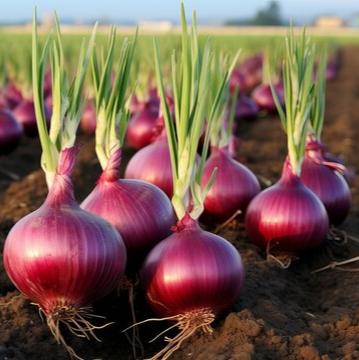 Desi Onion 100+ Seeds