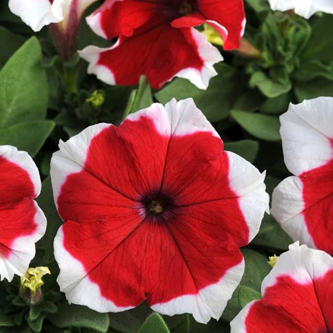 F1 Ptunia Red Pictotee 50+ Seeds