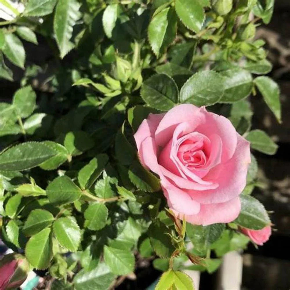 Pink Rose 15 Seeds