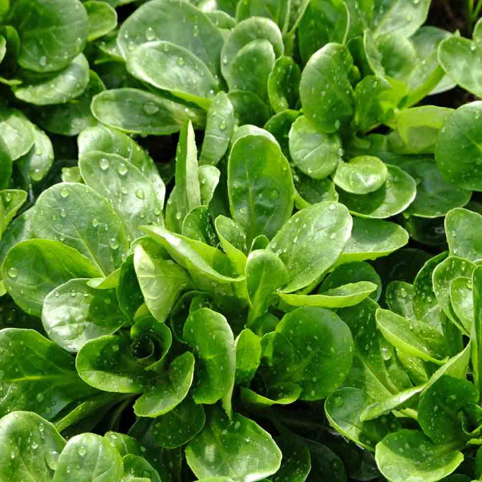 Corn Salad 50+ Seeds
