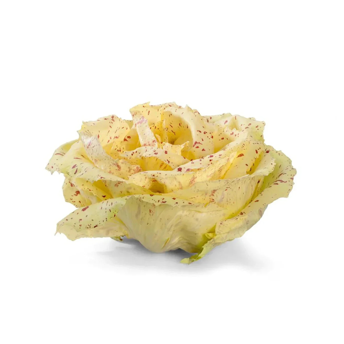 Yellow Chicory Lettuce 70+ Seeds
