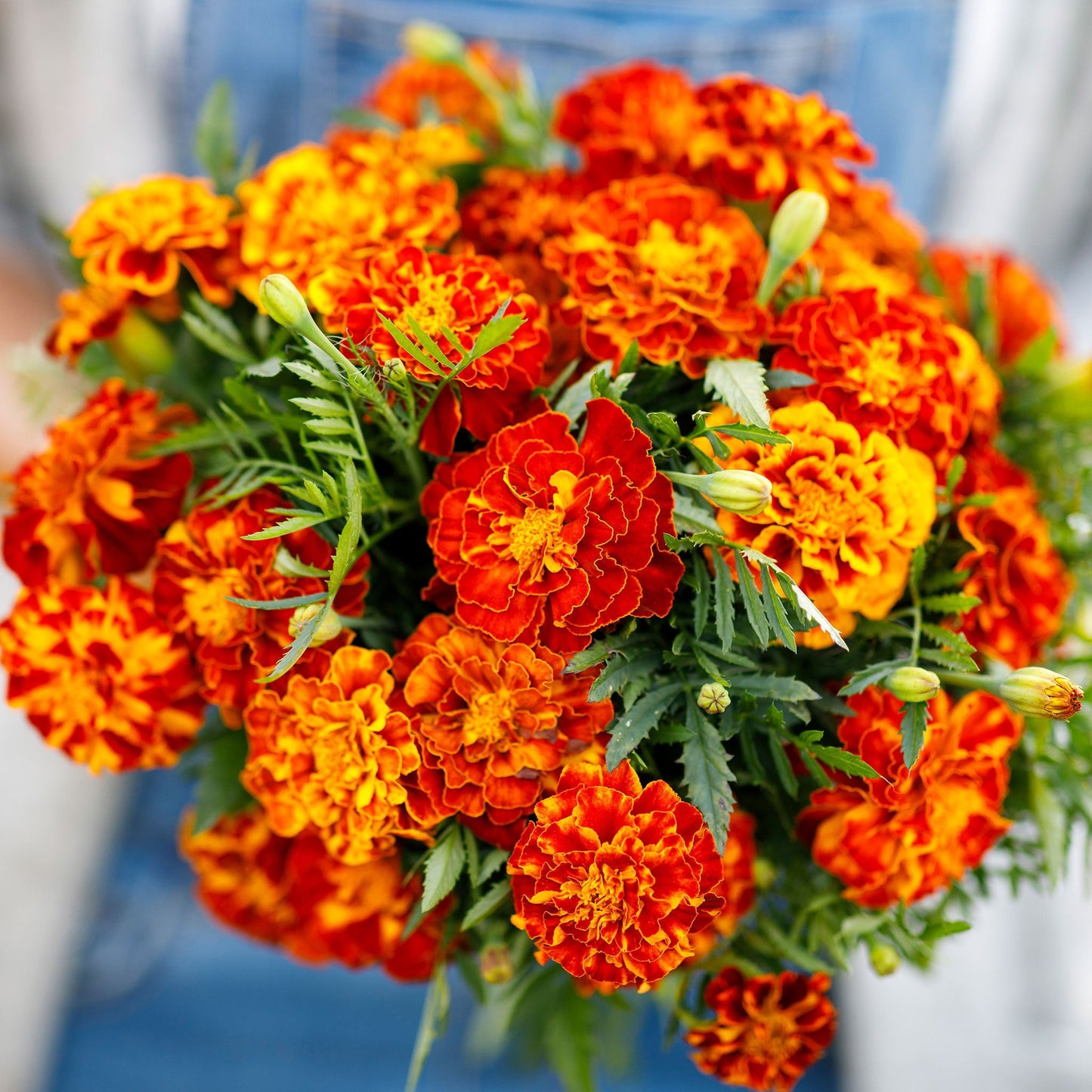 French Marigold Shaded 20+ Seeds