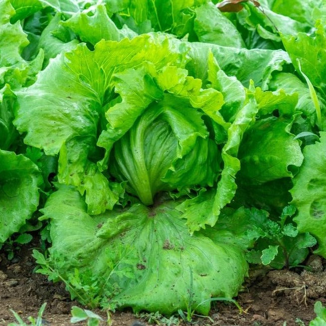 Iceberg Lettuce 100+ Seeds