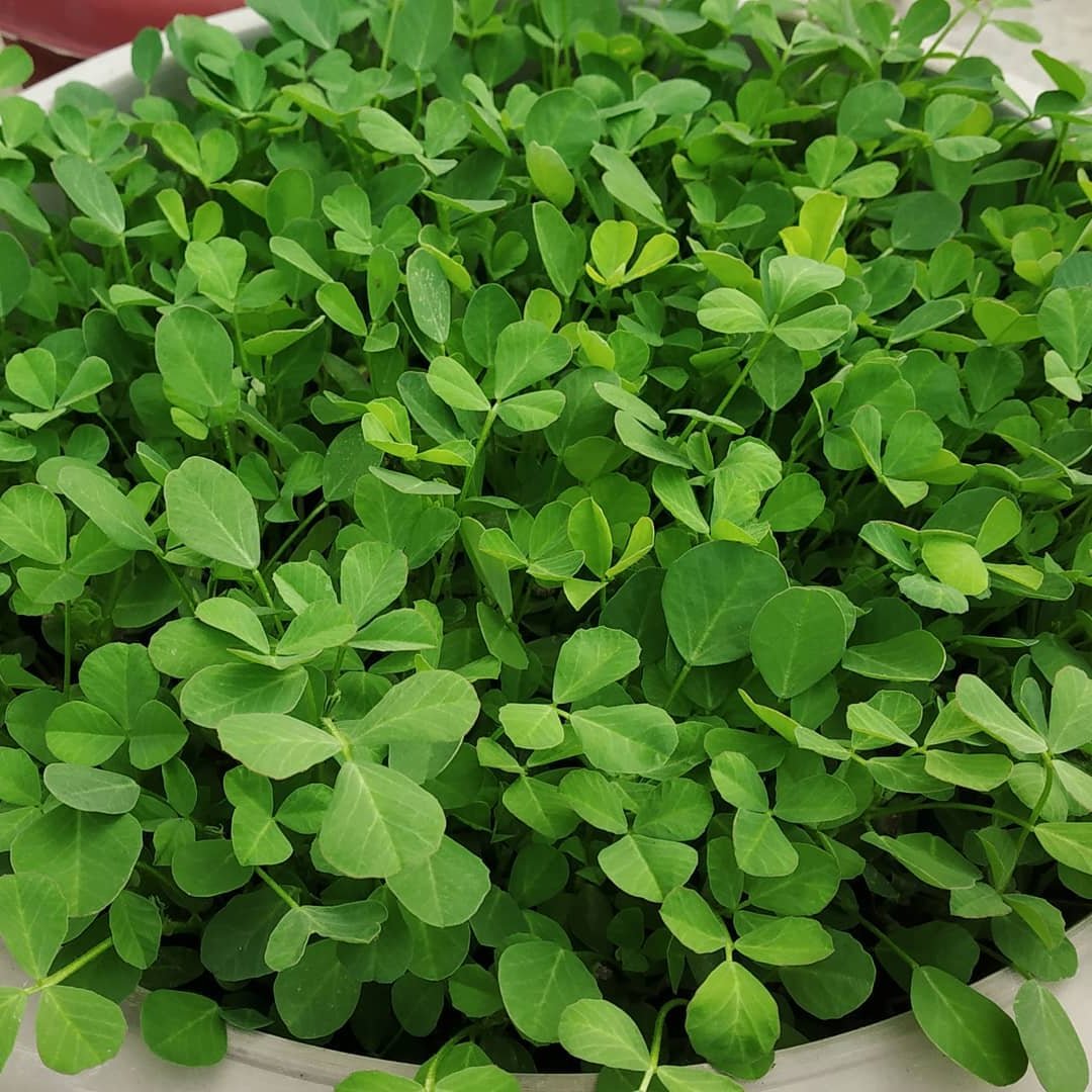 Methray 500+ Seeds
