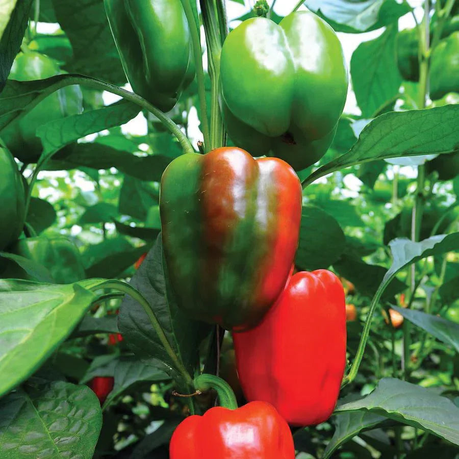 Hortus Peperone Yolo Wonder