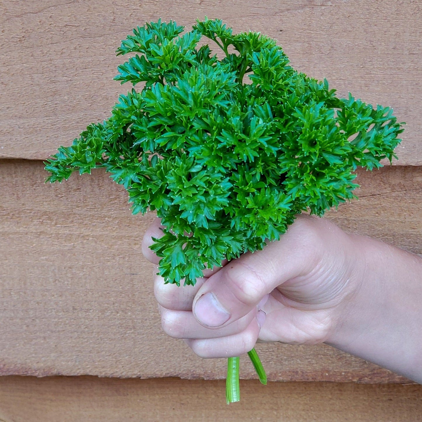 Parsley Curled 100+ Seeds