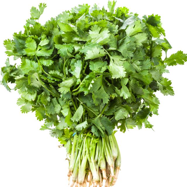 F1 Hybrid coriander 500+ Seeds
