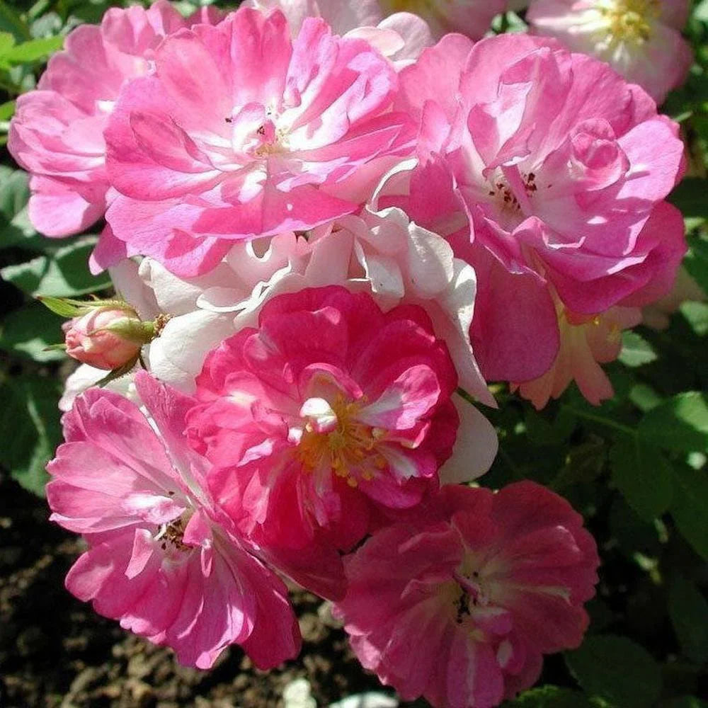 Pink Rose 15 Seeds