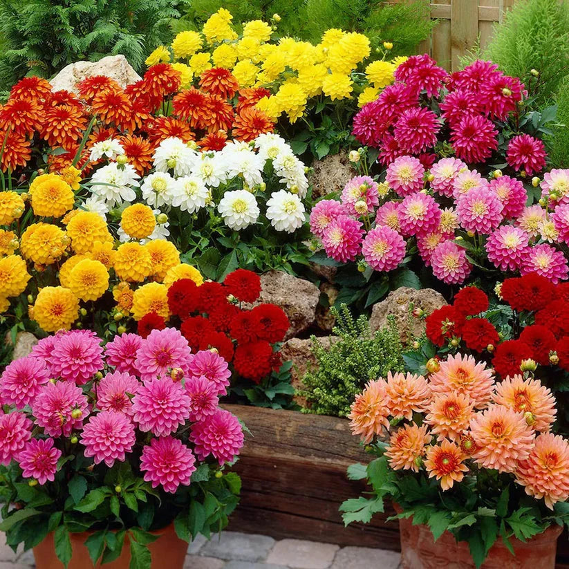 Dahlia double Mix 20+ Seeds