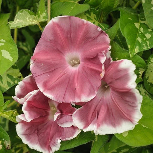 Morning Glory Chocolate Extra 15 Seeds