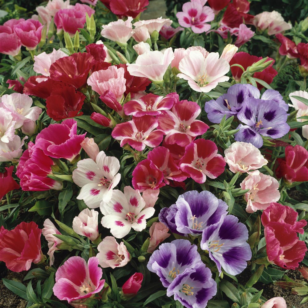 Godetia Mix 50+ Seeds