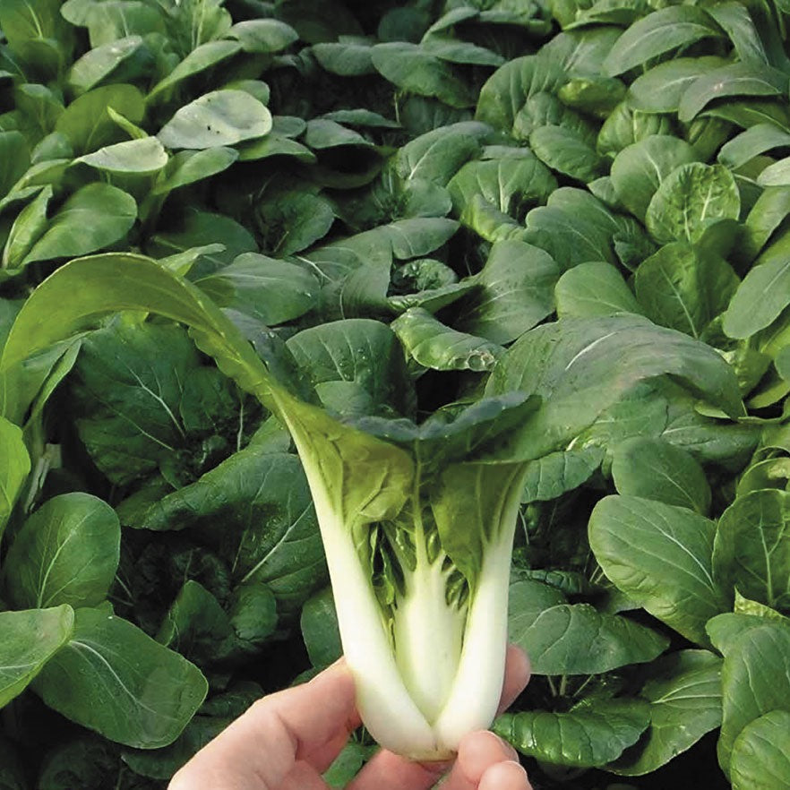 Pak Choy 50+ Seeds