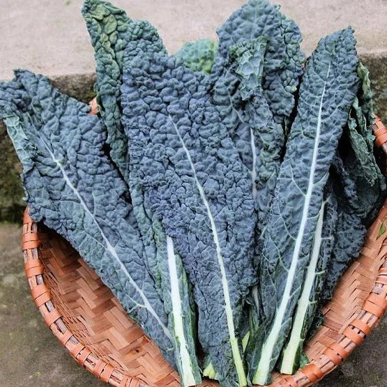 kale Salad 30+ Seeds