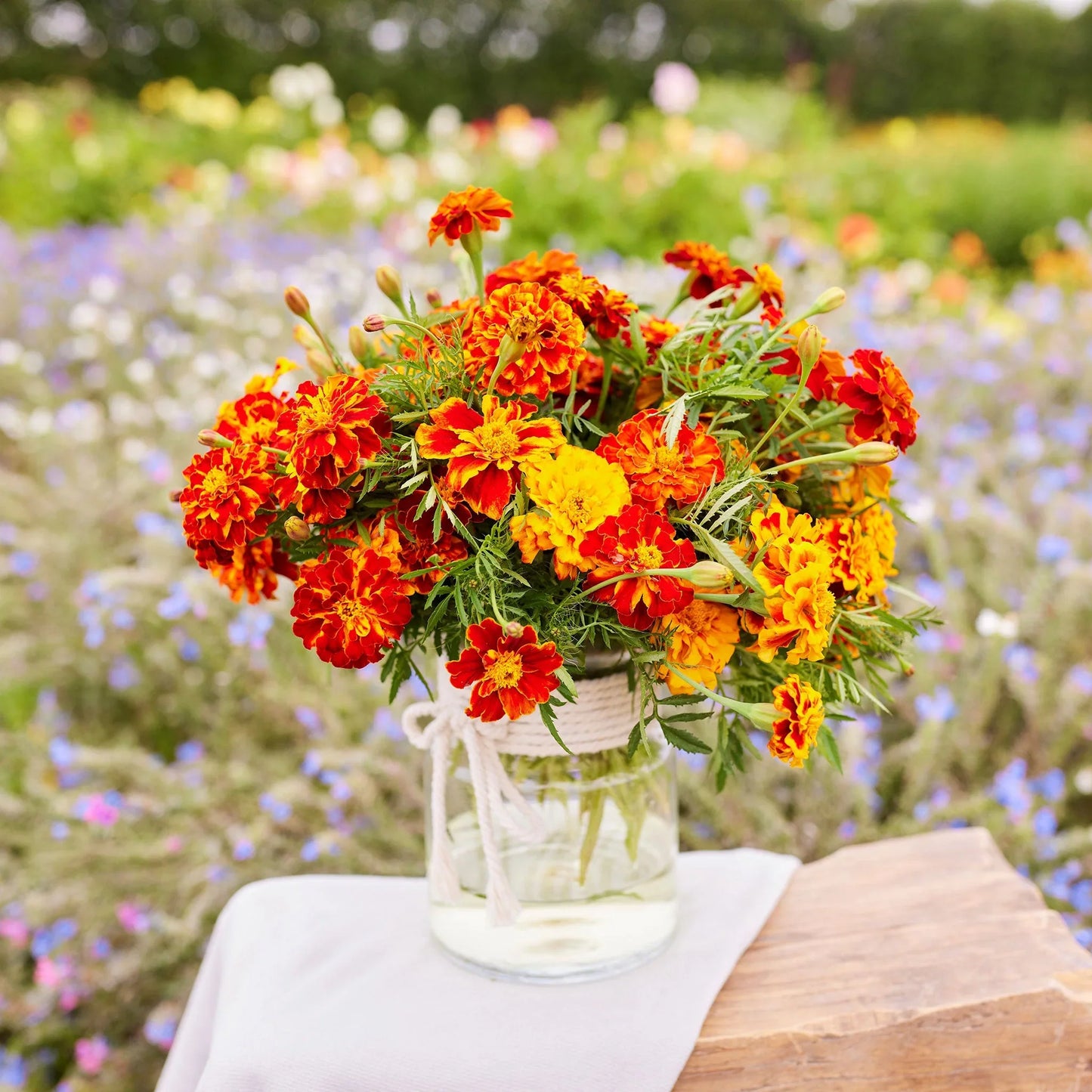 French Marigold Shaded 20+ Seeds