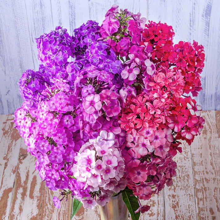 Phlox Mix 30+ Seeds
