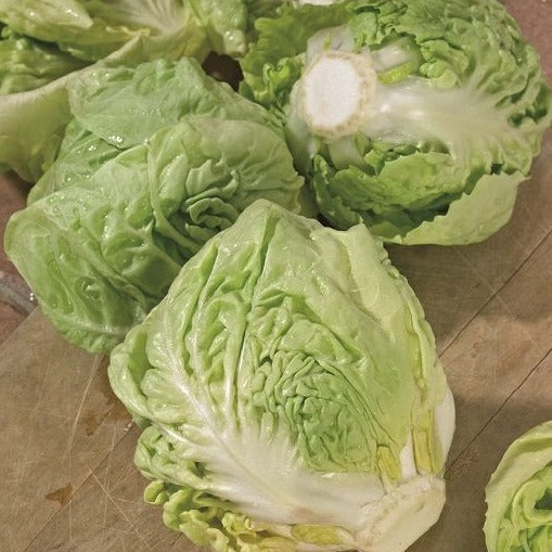 Chicory Lettuce 70+ Seeds