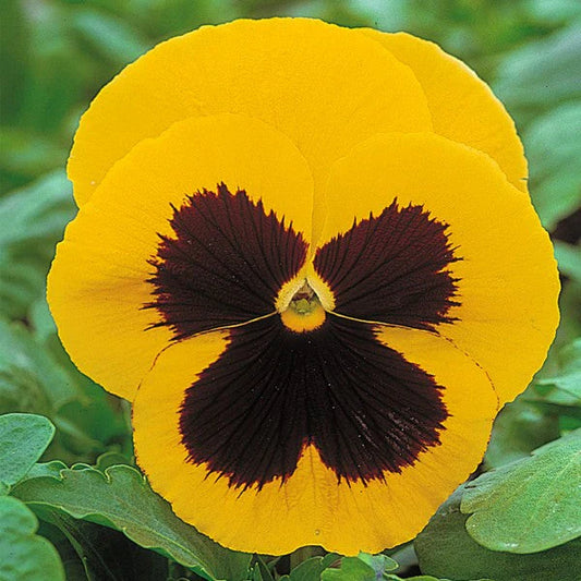 F1 Pensy Yelow Blotch 50+ Seeds