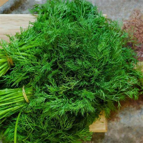 Soya Saag 500+ Seeds