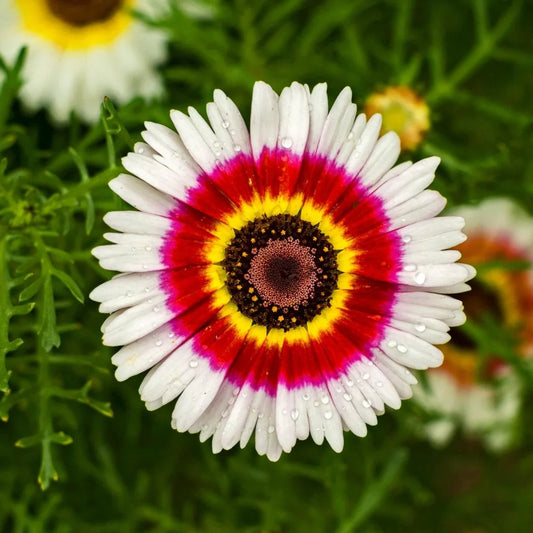 Chrysanthemum Rainbow 20+ Seeds