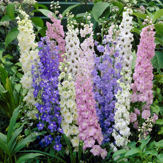 Larkspur 30+ Seeds