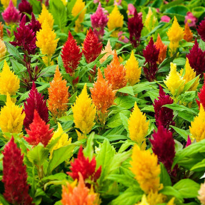Celosia Pulmosa Dwarf Mix 50+ Seeds