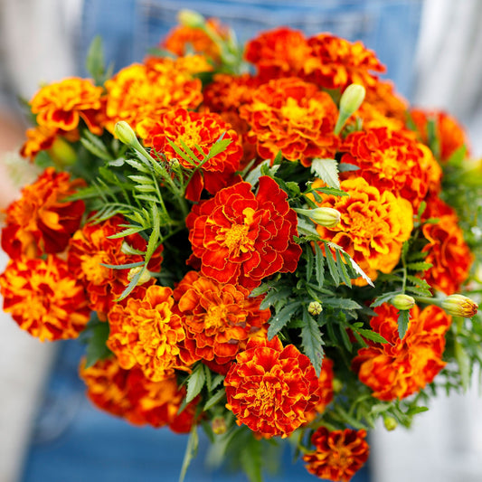 French Marigold Shaded 20+ Seeds
