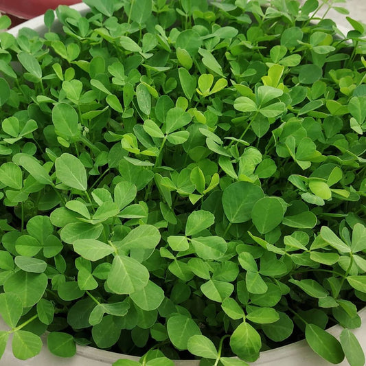 Methray 500+ Seeds
