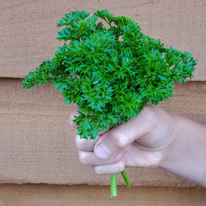 Parsley Curled 100+ Seeds