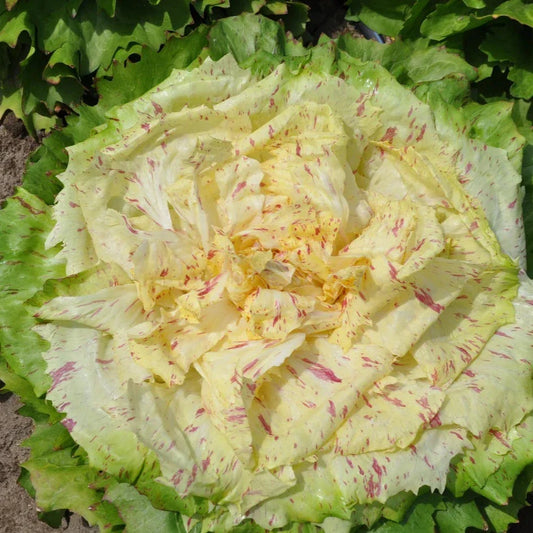 Yellow Chicory Lettuce 70+ Seeds