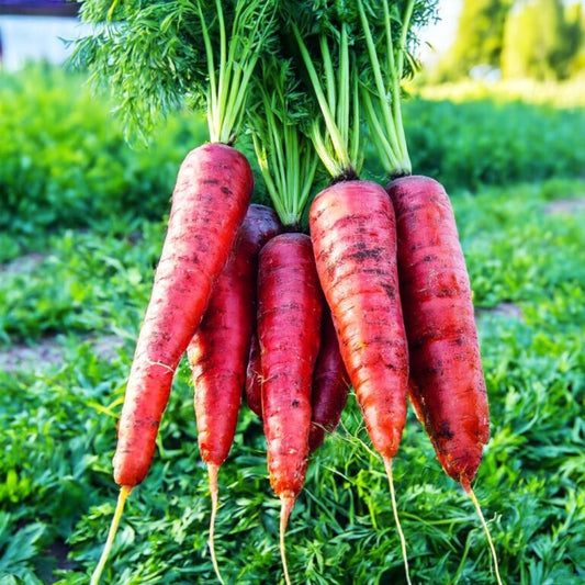 Carrot 300+ Seeds