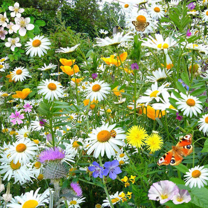 Shasta Daisy 30+ Seeds