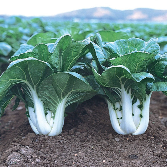 Pak Choy 50+ Seeds