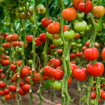 F1 Hybrid Bail Tomato 15 Seeds