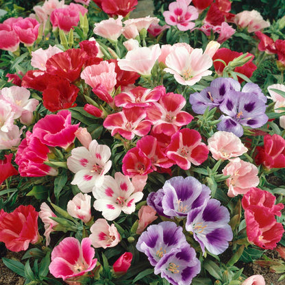 Godetia Mix 50+ Seeds