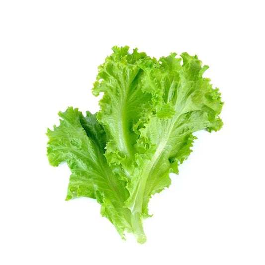 Leafy Lettuce 100+ Seeds