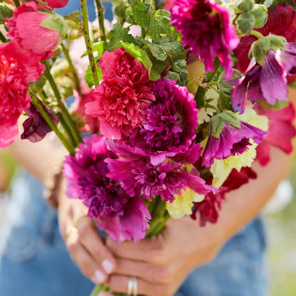 Hollyhock Queeny 15 Seeds