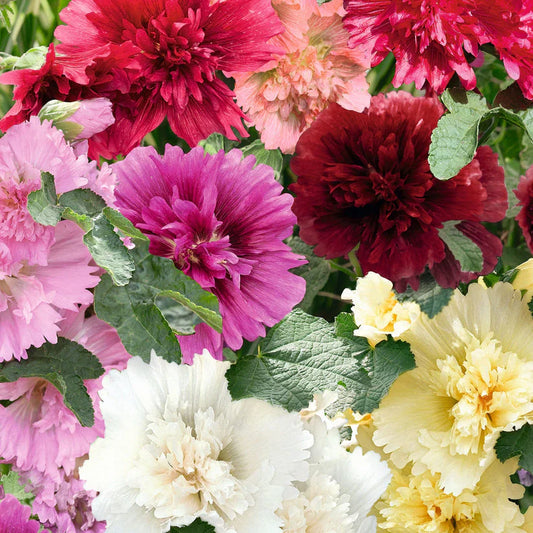 Hollyhock Queeny 15 Seeds