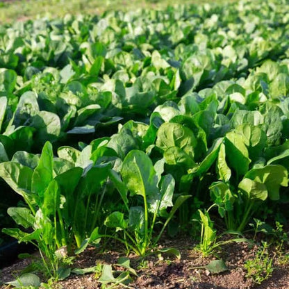 F1 Hybrid Spinach 500+ Seeds