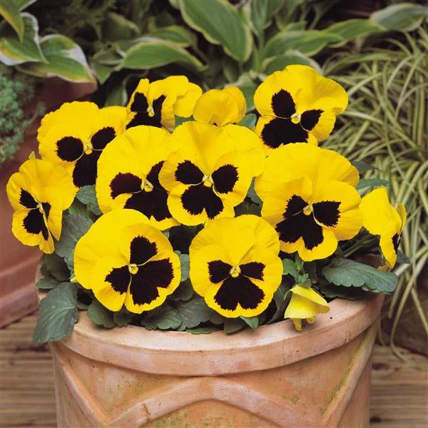 F1 Pensy Yelow Blotch 50+ Seeds