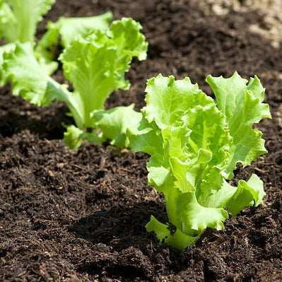 Leafy Lettuce 100+ Seeds
