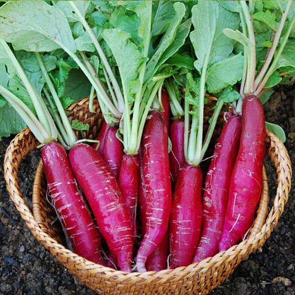 Rubano Radish 30+ Seeds