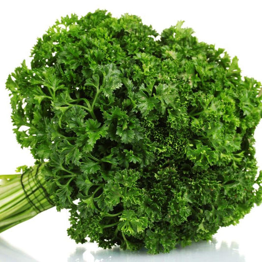Parsley Curled 100+ Seeds