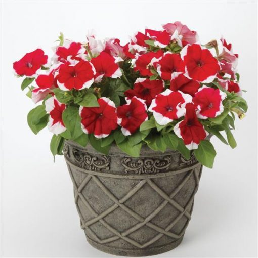 F1 Ptunia Red Pictotee 50+ Seeds
