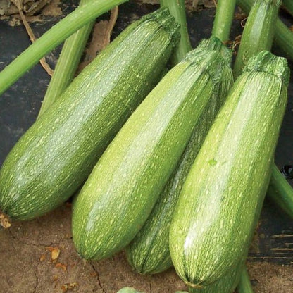 F1 Hybrid Maaru Kaddu 10 Seeds