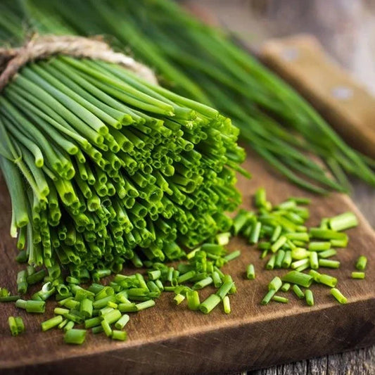 Garlic Chives 30+ Seeds
