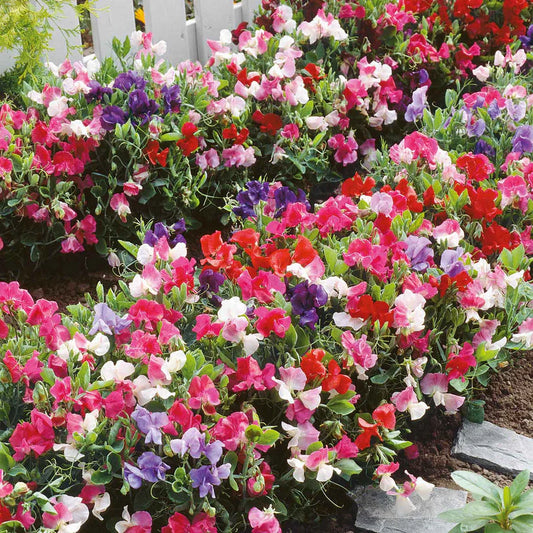 Sweet Peas Bijou 15 Seeds