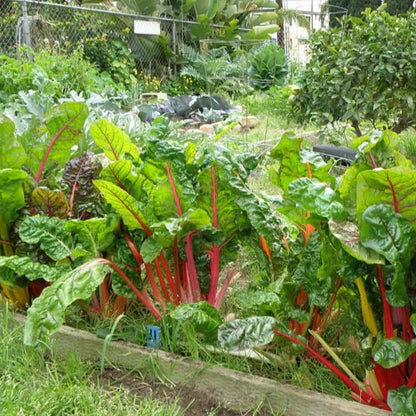 Swiss Chard 30+ Seeds