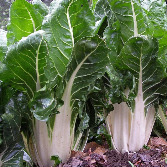 Swiss Chard 30+ Seeds