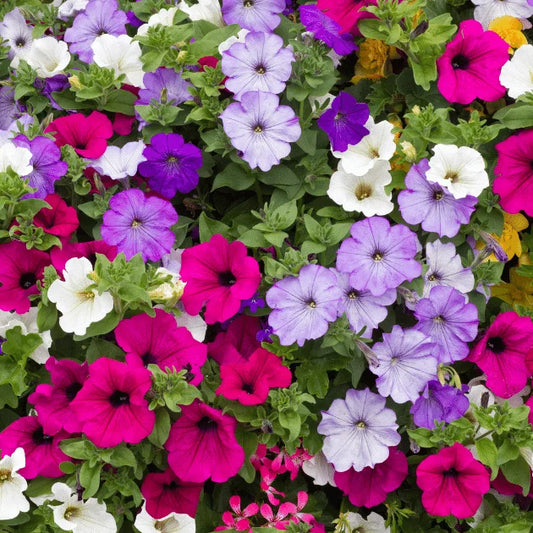 Ptunia Hybrida Mix 100+ Seeds